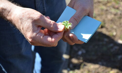 Bestimmungsübung Blatt