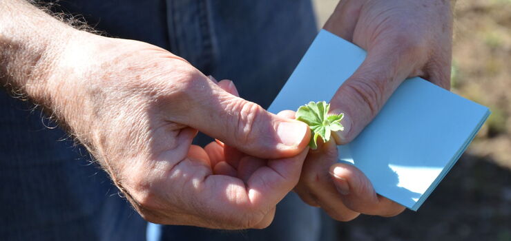 Bestimmungsübung bei einem Blatt